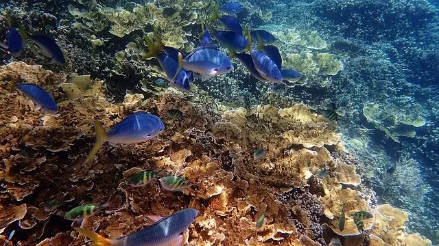 Releasing divalent cations to sequester carbon on land and sea