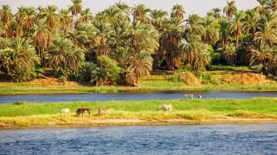 The river Nile