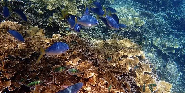 Releasing divalent cations to sequester carbon on land and sea